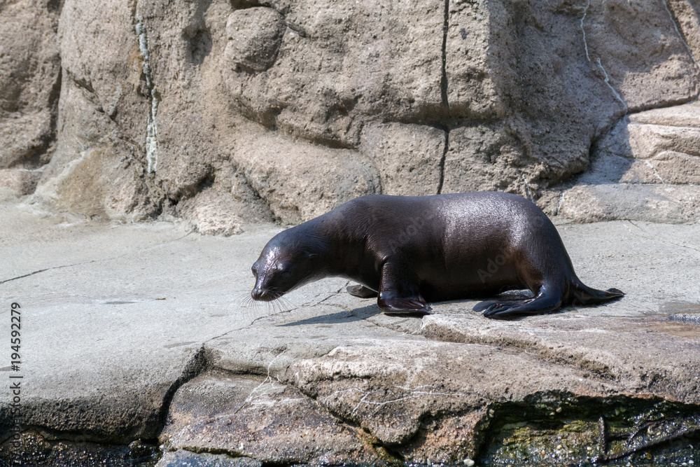 Obraz premium California sea lion female basking on a rock