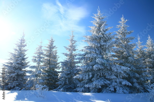 Forest in winter, bright blue sky in background 