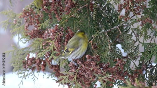 The European siskins eats seeds of thuja in winter (Carduelis spinus)
