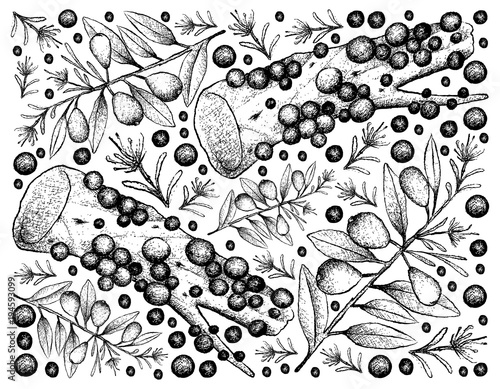 Hand Drawn of Australian Beach Cherries and Jabuticaba Fruits