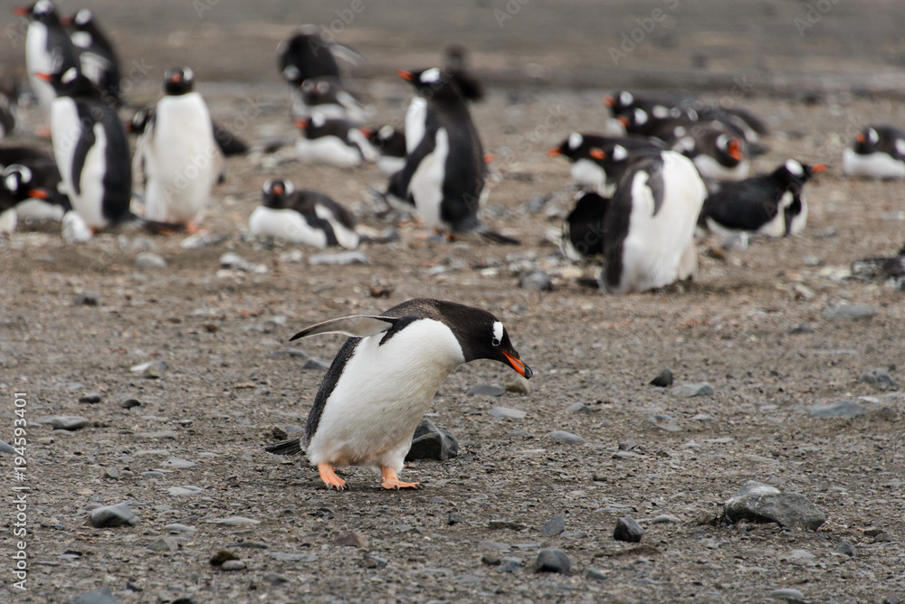 Naklejka premium Gentoo penguins on beach