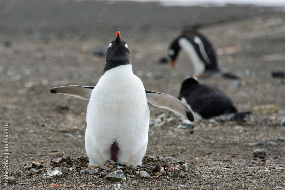 Fototapeta premium Gentoo penguin on beach