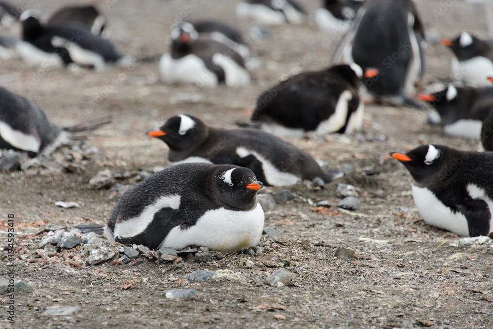 Naklejka premium Gentoo penguins on beach