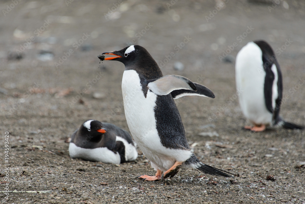 Obraz premium Gentoo penguin going with stone in beak