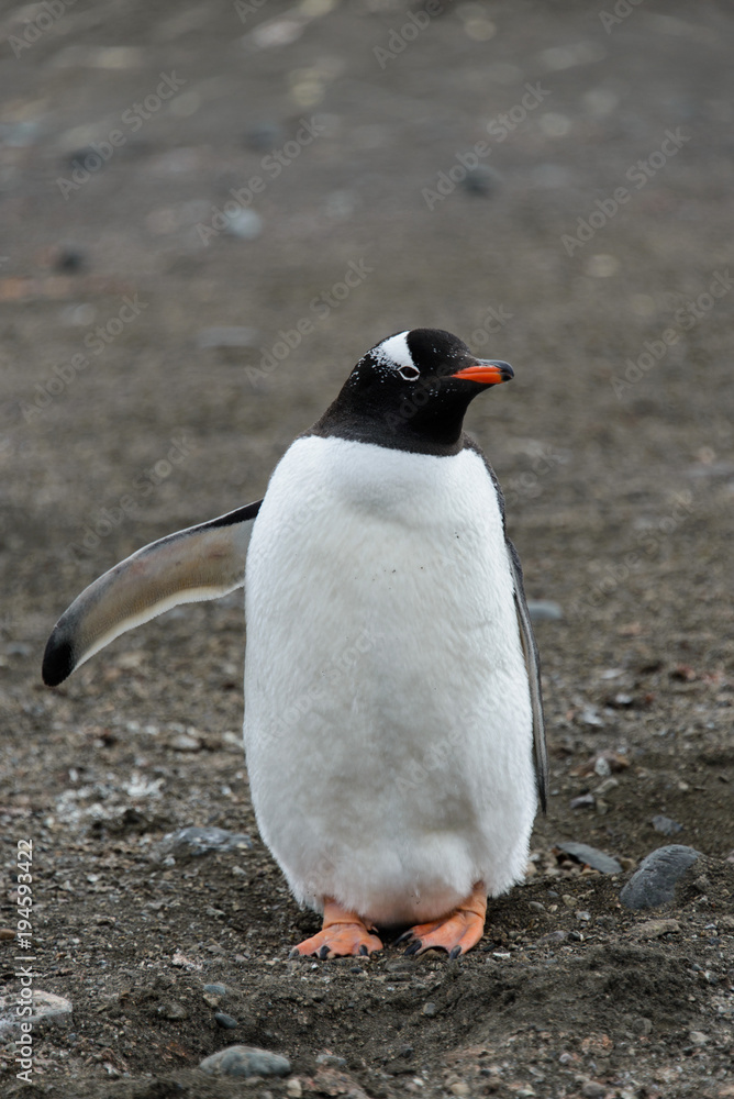 Fototapeta premium Gentoo penguin on beach