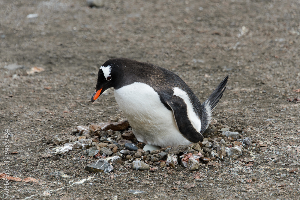 Naklejka premium Gentoo penguin with egg in nest
