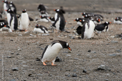 Gentoo penguins on beach