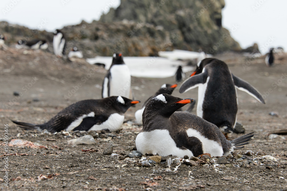 Obraz premium Gentoo penguins on beach