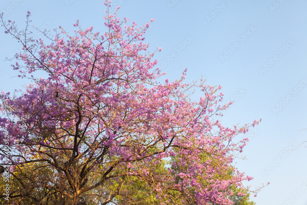 pink Jacaranda violet tree in the park pink Jacaranda violet tree in the park