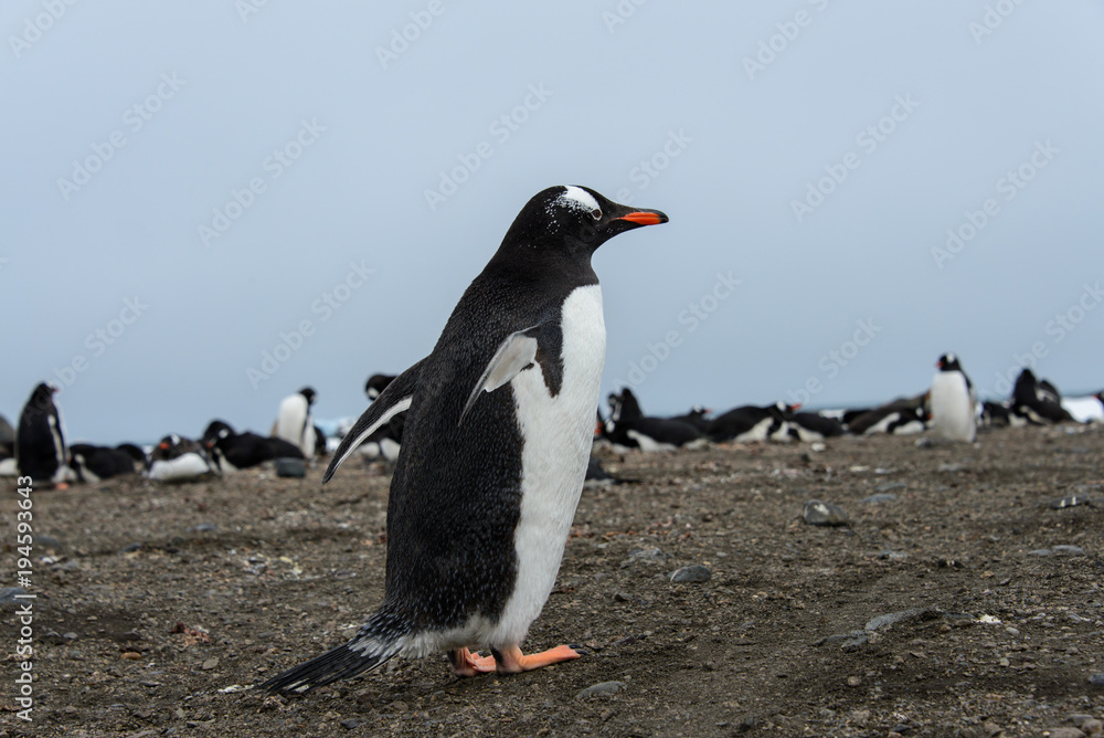 Naklejka premium Gentoo penguin going