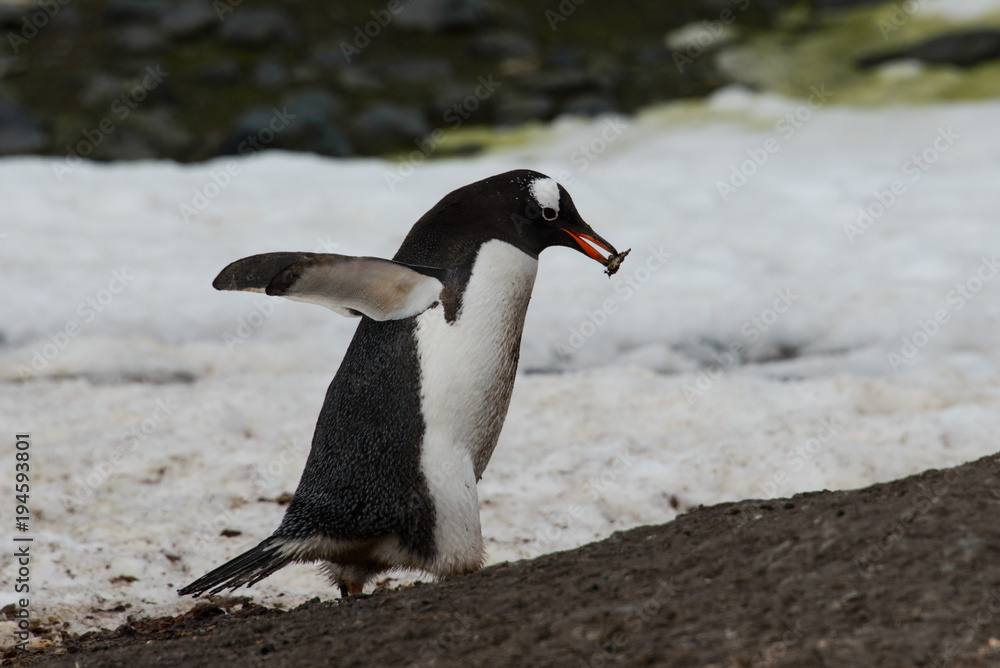 Fototapeta premium Gentoo penguin going