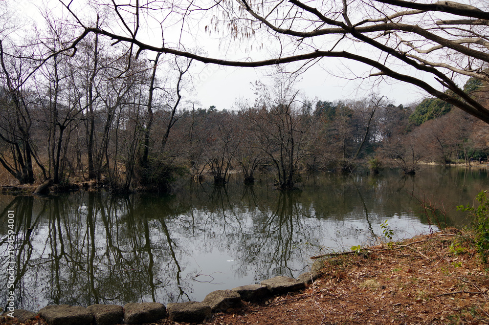 Obraz premium 石神井公園内の池