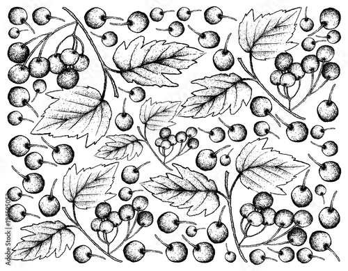 Hand Drawn Background of Fresh American Cranberries