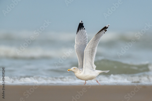 European Herring Gull (Larus argentatus) ready to take flight photo