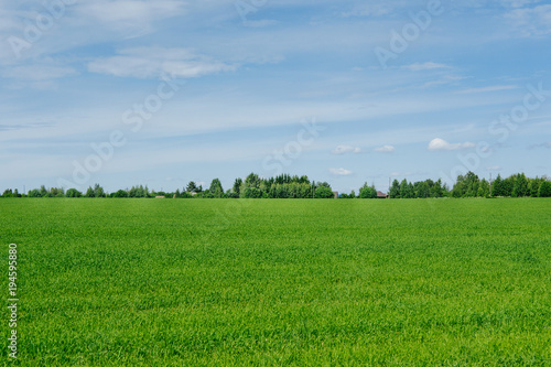 Field at the edge of the village, grass, summer day