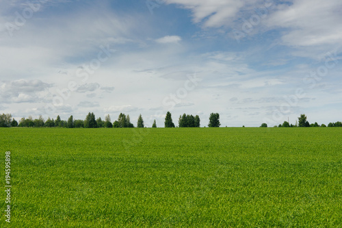 Field at the edge of the village  grass  summer day