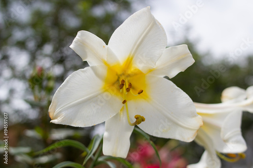 Fototapeta Naklejka Na Ścianę i Meble -  flower lily white