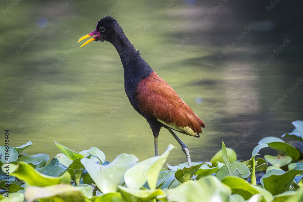 Naklejka premium jaçanã