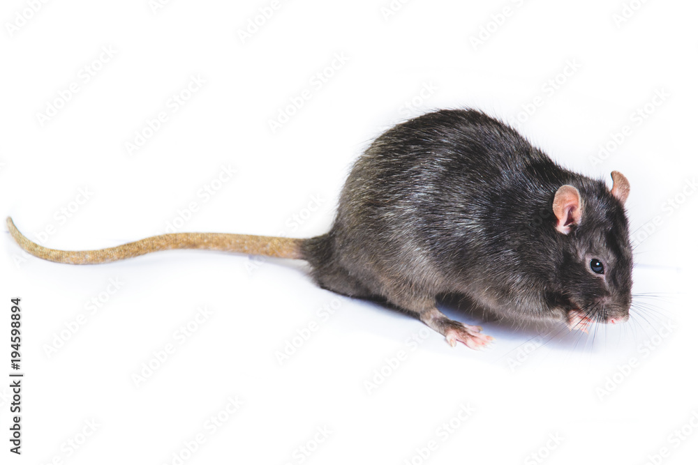 funny gray rat in small glasses funny gray rat in small glasses