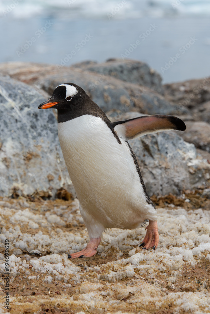 Fototapeta premium Gentoo penguin going