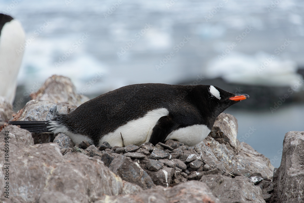 Fototapeta premium Gentoo penguin laying on stone