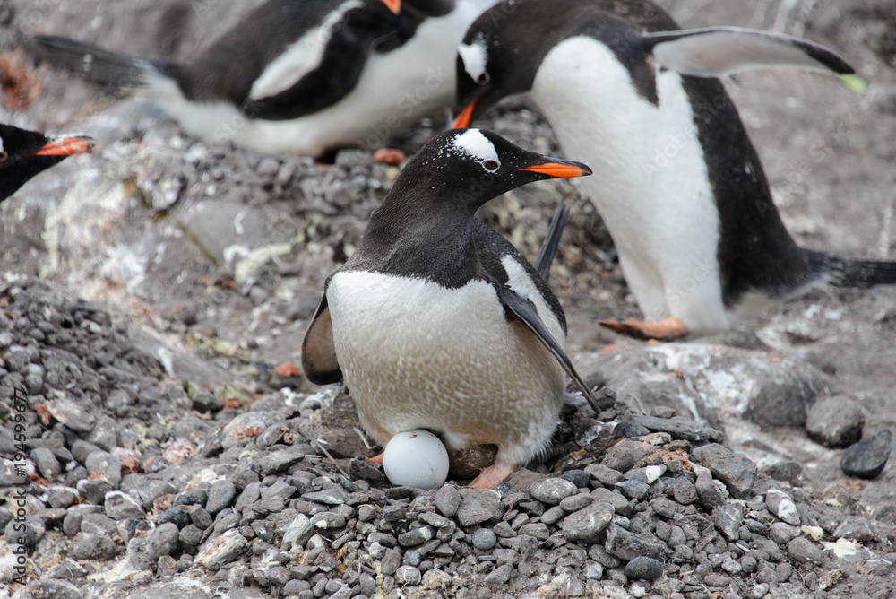 Fototapeta premium Gentoo penguin with egg in nest