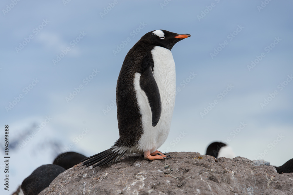 Fototapeta premium Gentoo penguins on stone