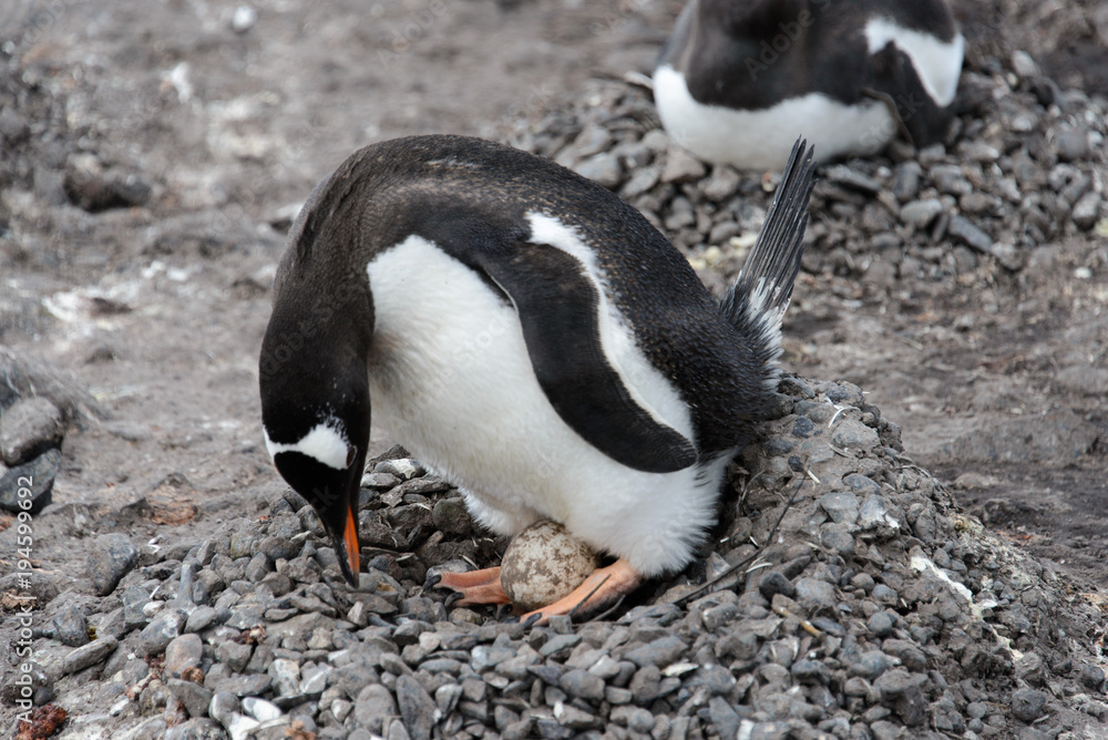 Fototapeta premium Gentoo penguin with egg in nest
