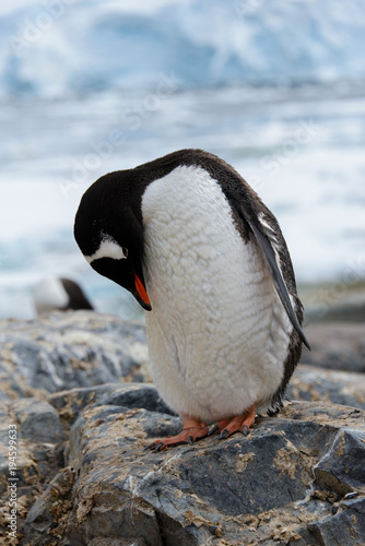 Gentoo penguin scratching