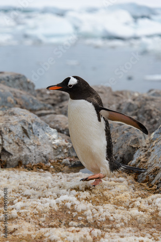 Gentoo penguin going © Alexey Seafarer