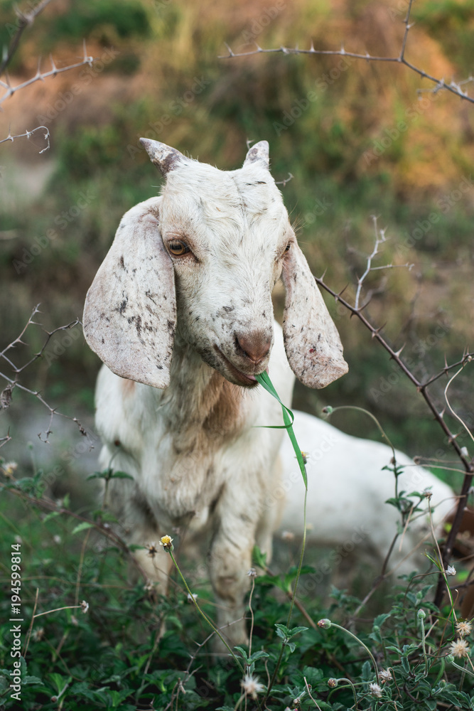 Fototapeta premium Goat