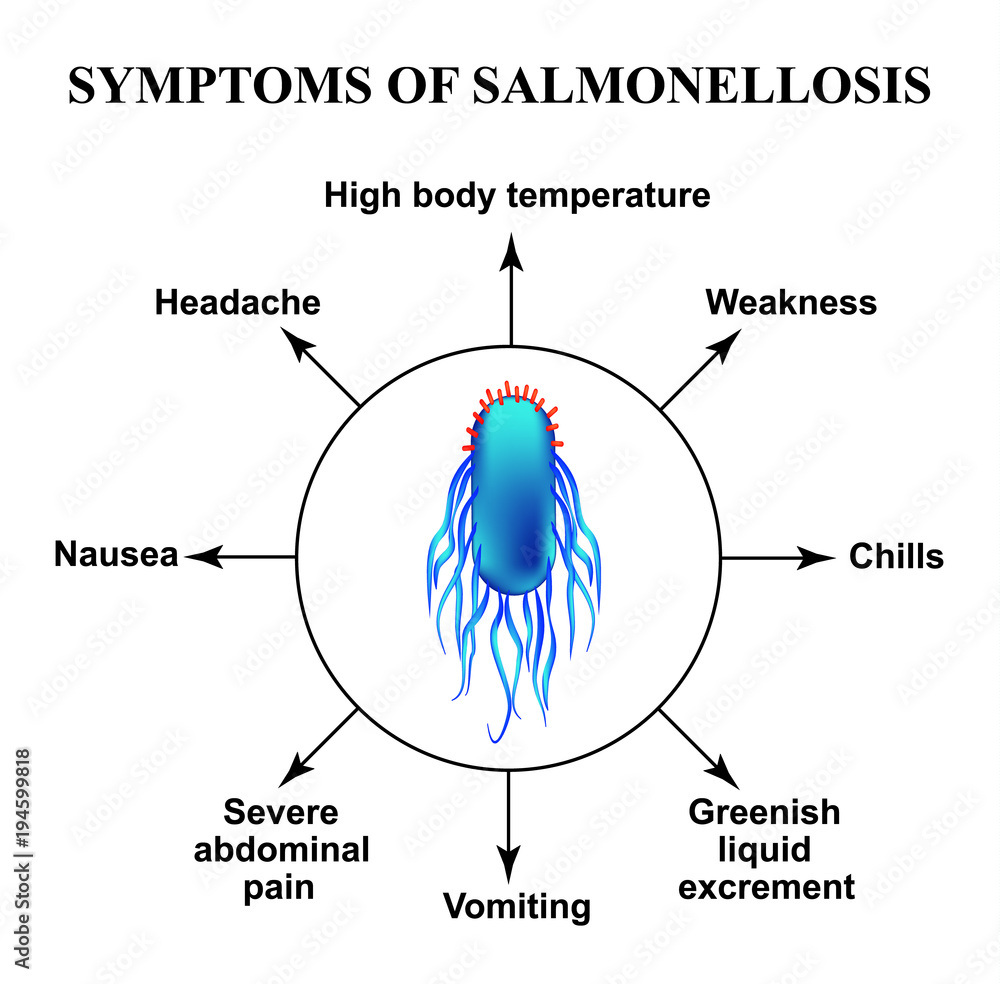 Symptoms of salmonellosis. The structure of salmonella. Infographics