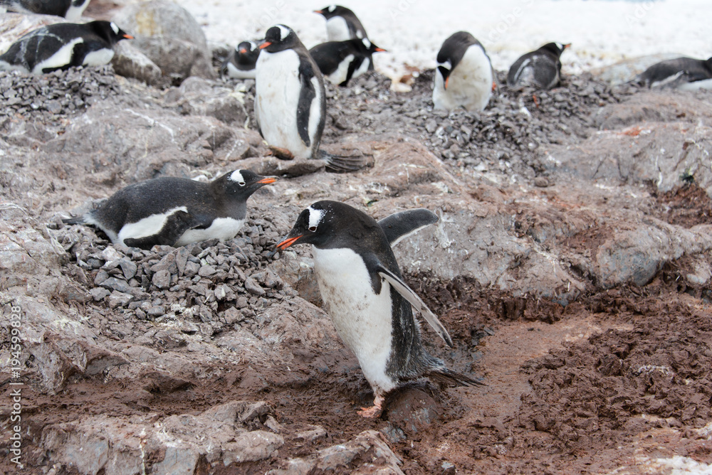 Naklejka premium Gentoo penguin going in mud
