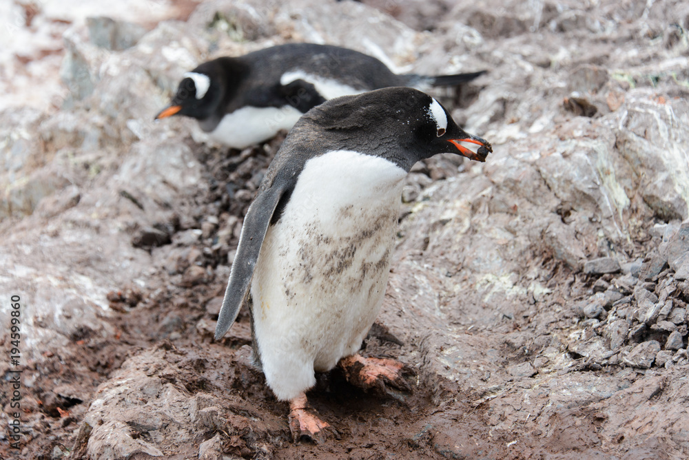 Fototapeta premium Gentoo penguin going with stone in beak