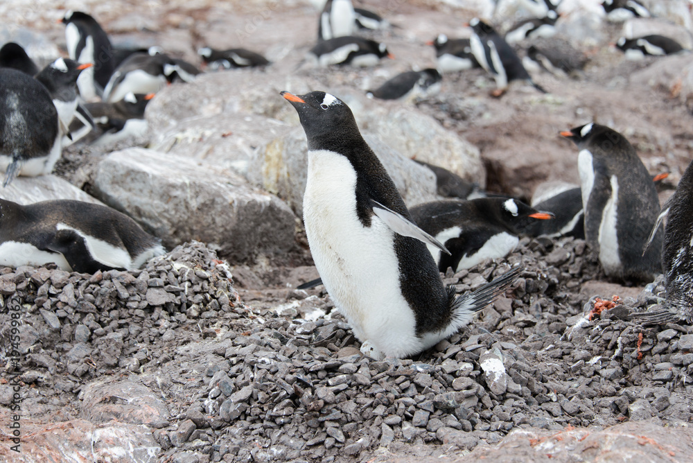 Naklejka premium Gentoo penguin with egg in nest