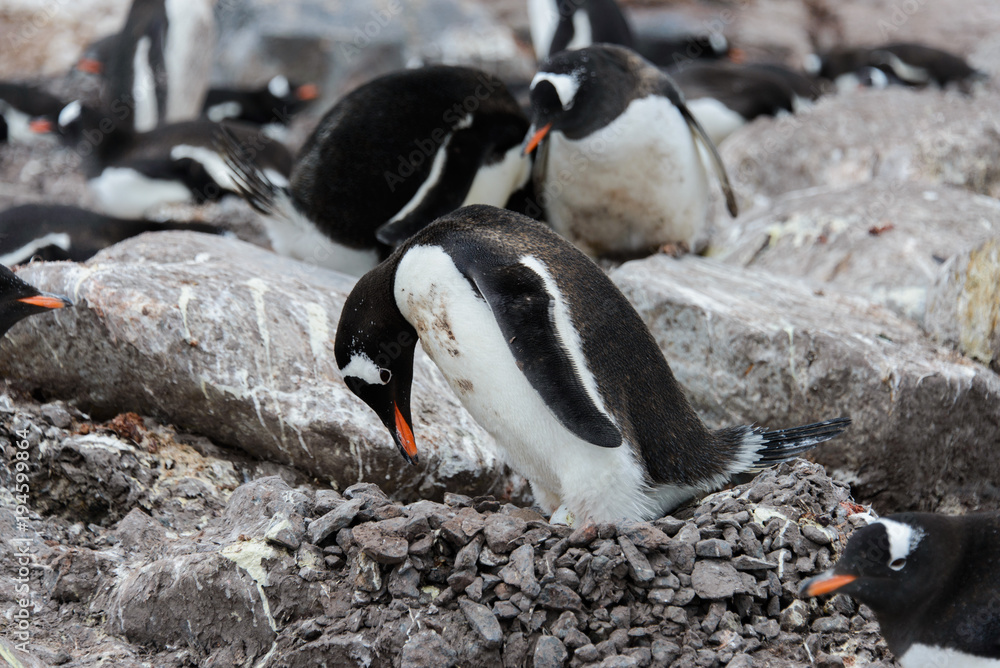 Naklejka premium Gentoo penguin with egg in nest