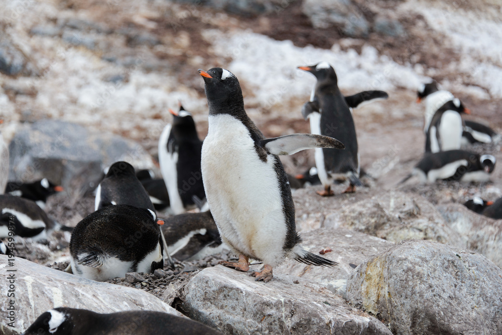 Naklejka premium Gentoo penguin's colony
