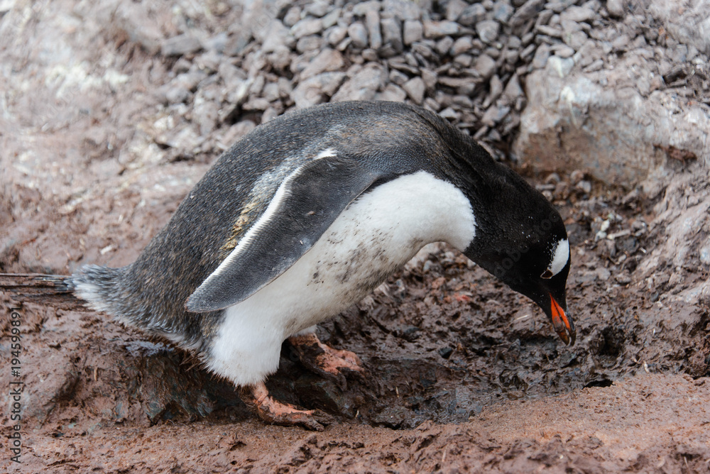 Naklejka premium Gentoo penguin going with stone in beak