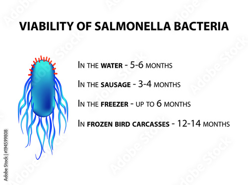 The viability of Salmonella. Infographics. Vector illustration on isolated background.