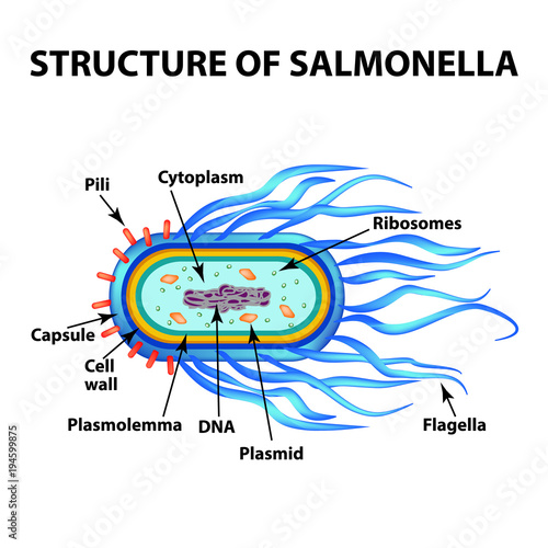 The structure of the bacteria Salmonella. Infographics. Vector illustration on isolated background.