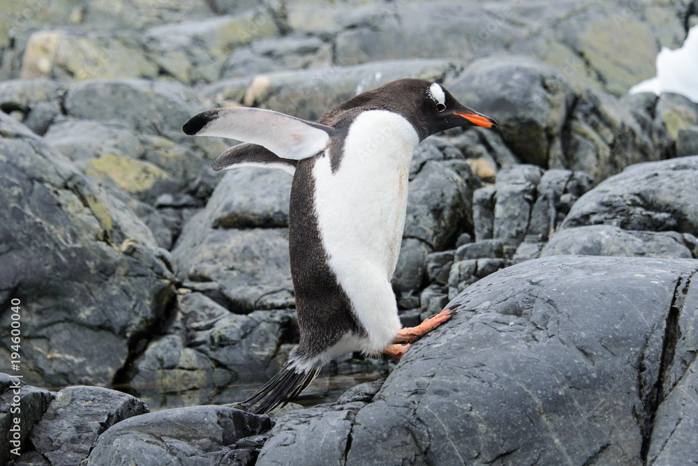 Fototapeta premium Gentoo penguin flying