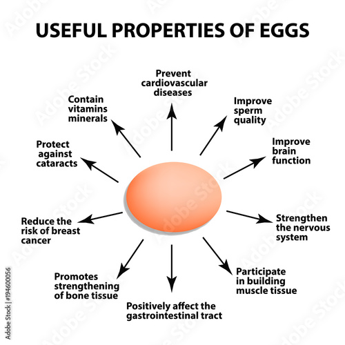 Useful properties of chicken eggs. Infographics. Vector illustration on isolated background.