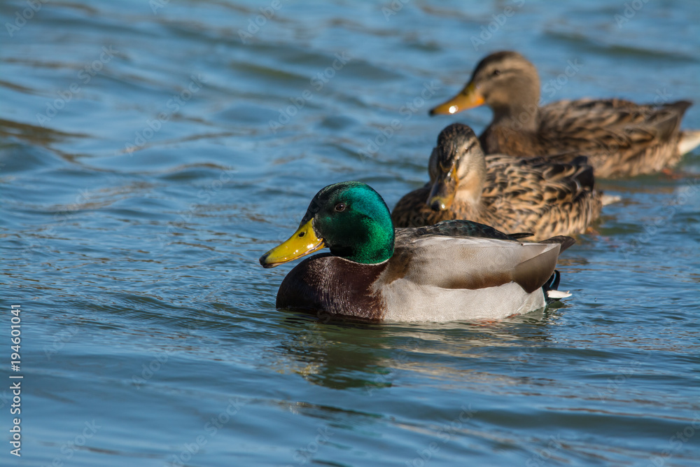 Wildlife photo - flock of wild ducks is swimming on lake, Danubian wetland, Slovakia, Europe