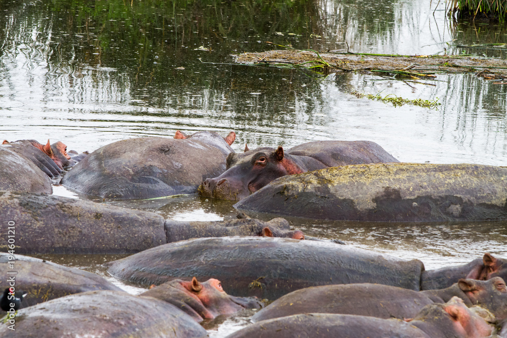Common hippopotamus (Hippopotamus amphibius) in the water in Ngorongoro