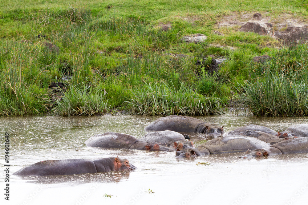 Fototapeta premium Common hippopotamus (Hippopotamus amphibius) in the water in Ngorongoro