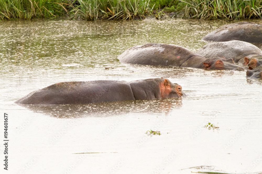 Obraz premium Common hippopotamus (Hippopotamus amphibius) in the water in Ngorongoro