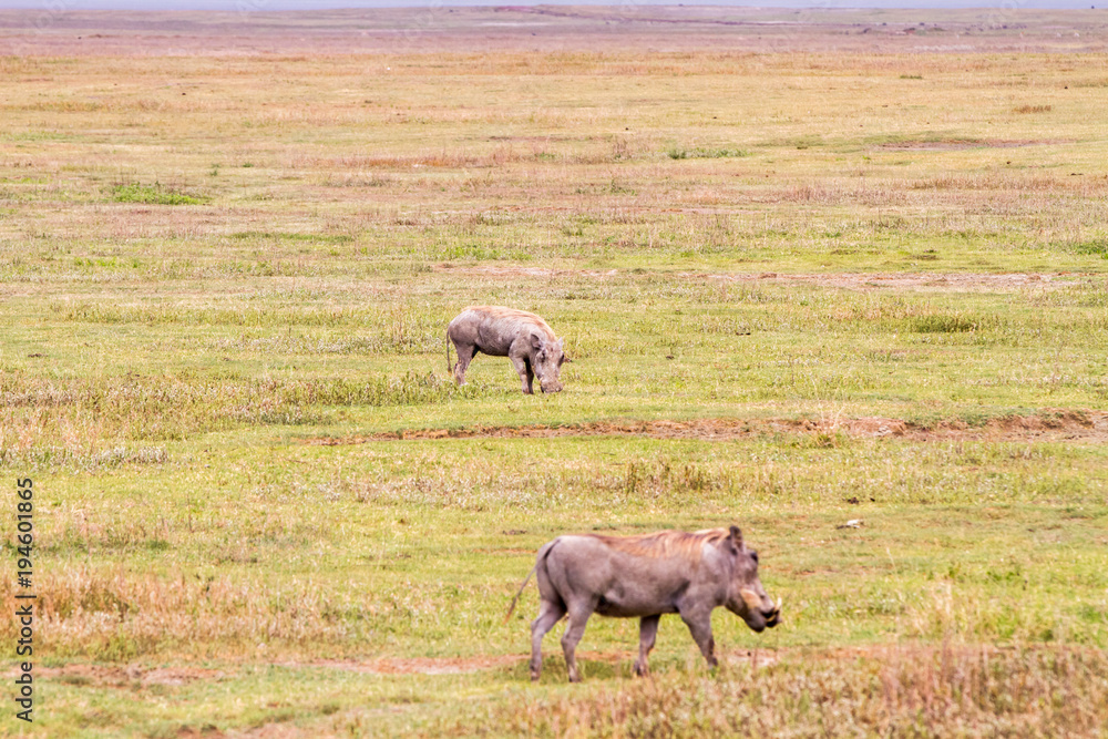 Obraz premium The common warthog (Phacochoerus africanus), wild member of the pig family (Suidae) found in grassland, savanna, and woodland in in Ngorongoro Conservation Area (NCA) Crater Highlands, Tanzania