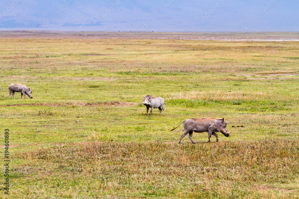 Obraz premium The common warthog (Phacochoerus africanus), wild member of the pig family (Suidae) found in grassland, savanna, and woodland in in Ngorongoro Conservation Area (NCA) Crater Highlands, Tanzania