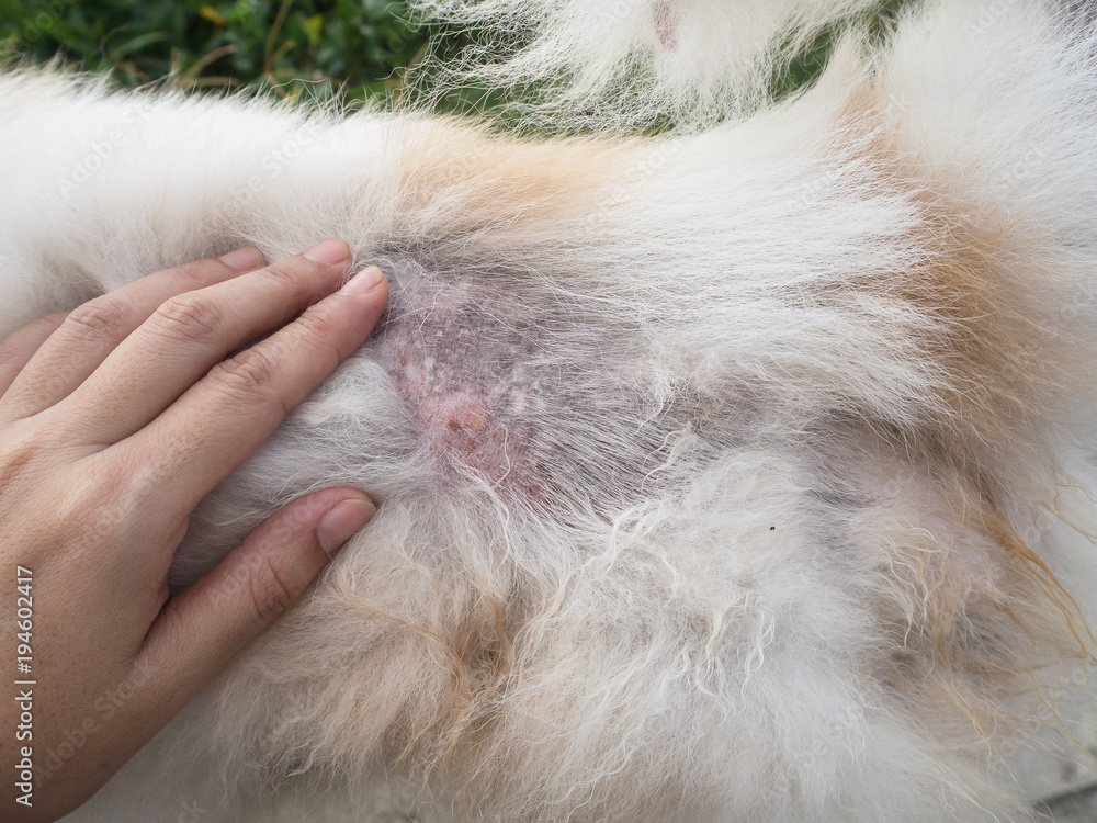 The Dermatitis in dogThe human hand is open dog hair to show disease on ...