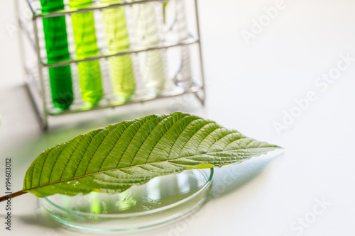 Science Research leaves of Mitragyna speciosa (kratom) and Chemical analysis  in Lab. photo